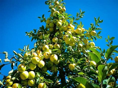 Golden Delicious Apple Tree For Sale | The Tree Center