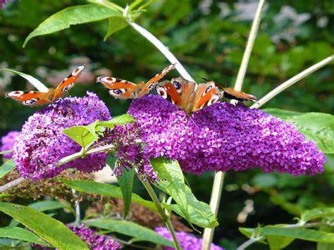 it really is the butterfly bush | Flowering shrubs, Shrubs, Garden shrubs