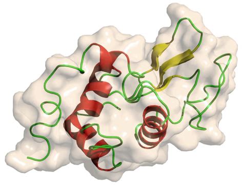 Study finds how lysozyme protein in tears annihilates dangerous bacteria