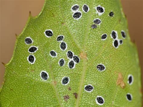 Whitefly pupae on leaf of Coast Live Oak (Quercus agrifoli… | Flickr