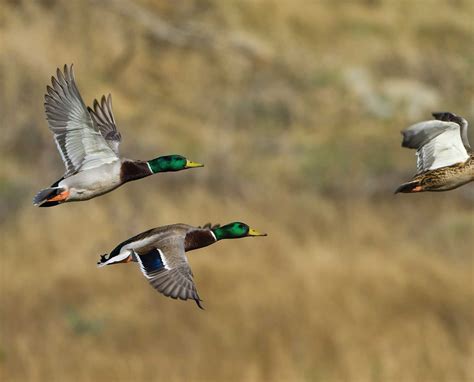 Mallard - Life History and Biology of the Iconic Greenhead