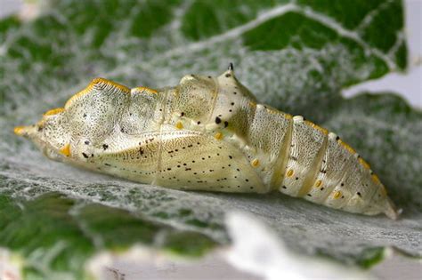 58.006 BF1549 Large White pupa | on White Poplar leaf - Hard… | Flickr