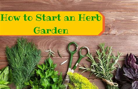 How to Grow Your Own Herbs for Cooking