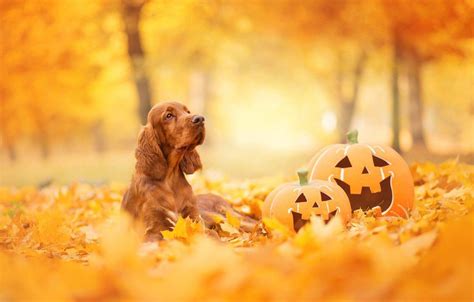 Halloween Puppy Wallpapers - Top Free Halloween Puppy Backgrounds - WallpaperAccess