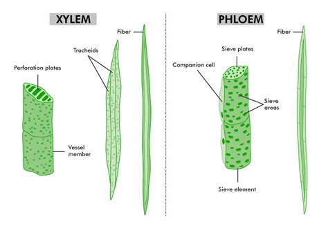 Permanent Plant Tissue Diagram