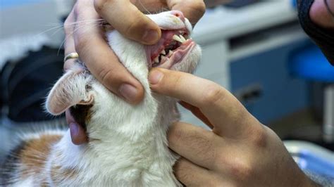 Stomatitis in cats: Vet’s guide to symptoms and treatment | PetsRadar