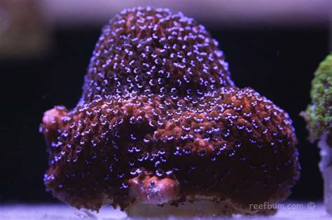 SPS Deep Dive – Reverse Superman Montipora - ReefBum