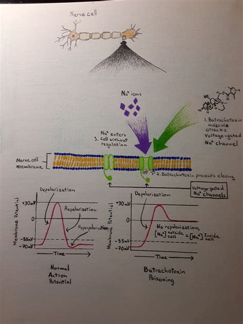 Batrachotoxin and its effects on a nerve cell – Human STEAM