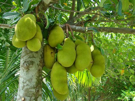 Jack fruit Chakkapazham -Thorns Outside Sweet and Nutritious Inside ...