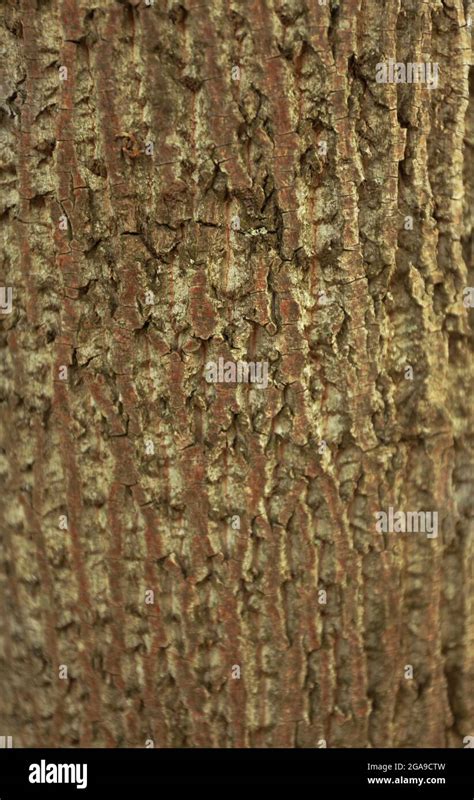 Tree bark background Stock Photo - Alamy