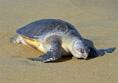 Olive-Ridley-Sea-Turtle - Learn About Nature