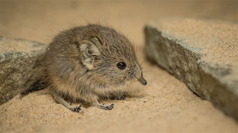 Twin sengi have been born... and they're completely adorable! 😍 - YouTube