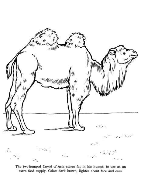 Camel Drawing For Kids at GetDrawings | Free download