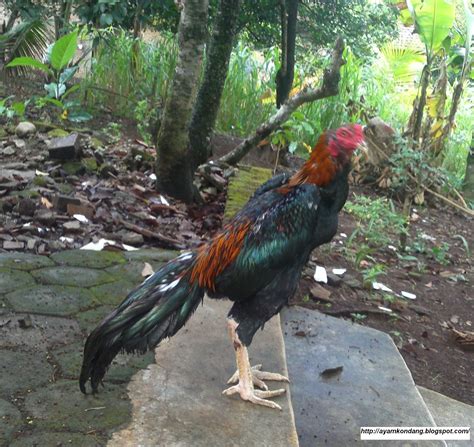 Ayam Juara: Ayam Bangkok Juara