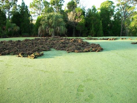 International Golf Maintenance, Inc. - IGM: Wild Hogs Damage Sebastian ...