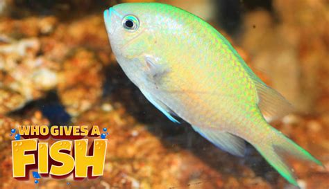 Green Chromis - Who Gives A Fish