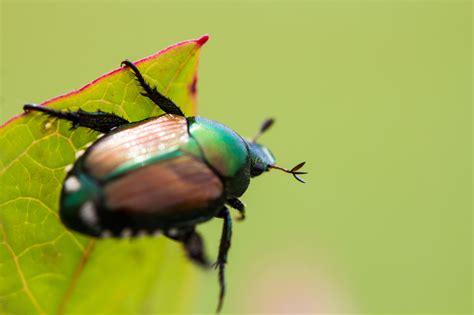 How to Get Rid of Japanese Beetles | Control Bugs and Garden Pests ...