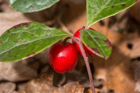 Royalty Free Wintergreen Pictures, Images and Stock Photos - iStock