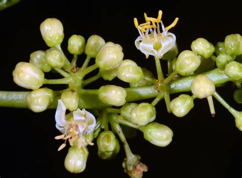 Bursera simaruba (Burseraceae) image 119072 at PhytoImages.siu.edu