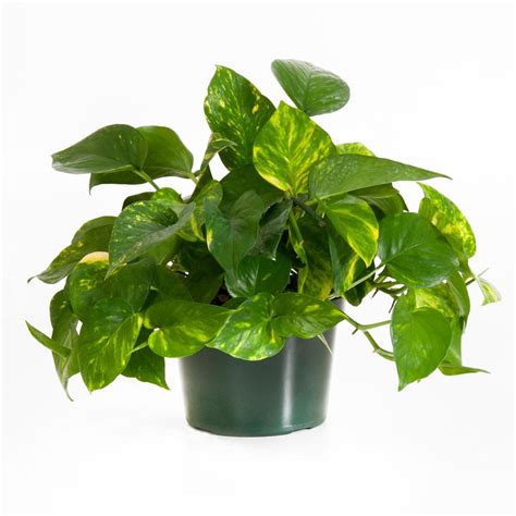 United Nursery Golden Pothos in 6 in. Grower Pot-22310 - The Home Depot