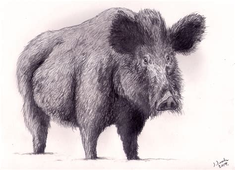 Wild Hog Drawing at GetDrawings | Free download