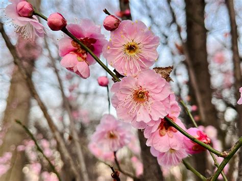 February 2023 D.C. weather outlook: Warmer and wetter than normal - The ...