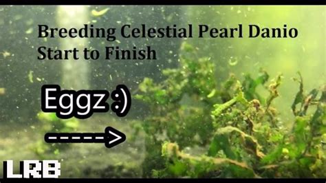 Breeding Celestial Pearl Danio Start to Finish - YouTube