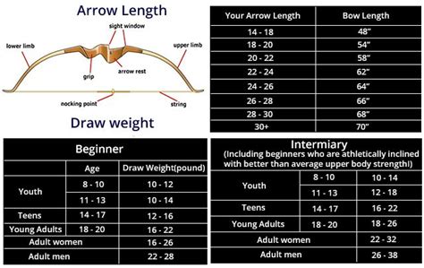 For bow hunter share some information about arrow length draw weight ...