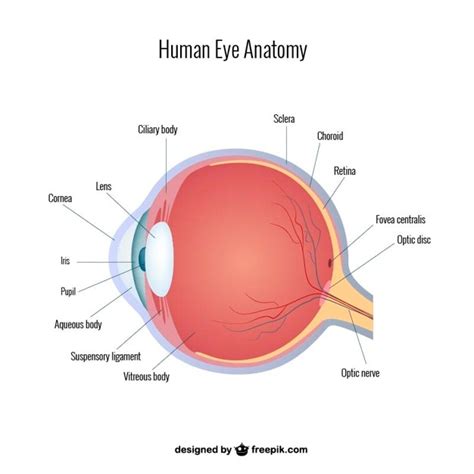 Oog anatomie vector Vector | Gratis Download