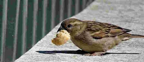 Can Wild Birds Eat Bread? | Bird Feeder Expert