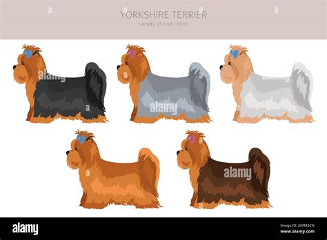 Yorkshire Terrier clipart. Different poses, coat colors set. Vector illustration Stock Vector ...