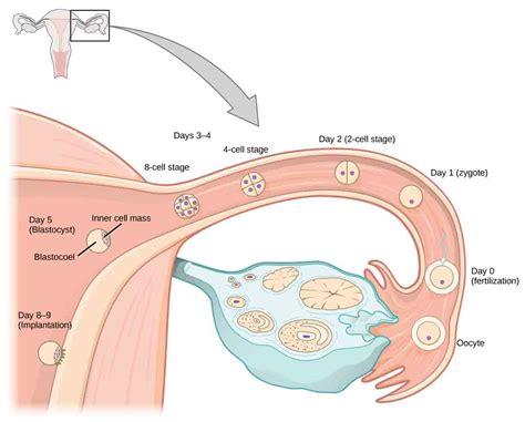 Fertilization: Notes on Fertilization in Humans