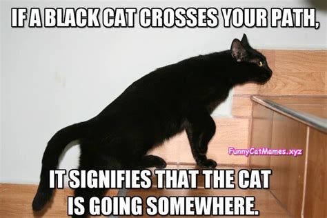 black cat good luck meme - Shirly Maginnis