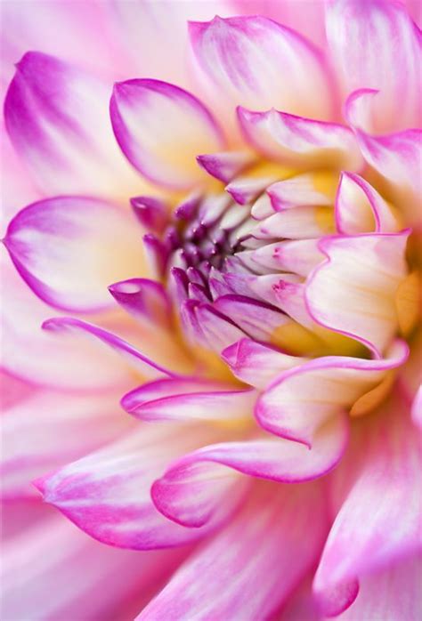 Sue Bishop Photography | Natural forms photography, Macro photography flowers, Nature ...