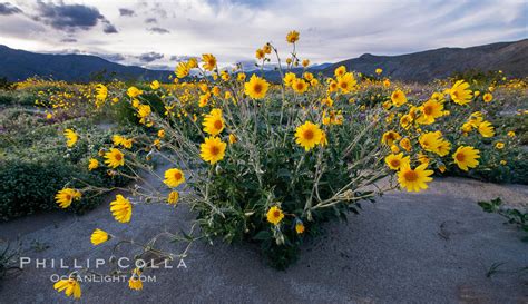 Desert Sunflower Blooming Across Anza Borrego Desert State Park, Anza-Borrego Desert State Park ...