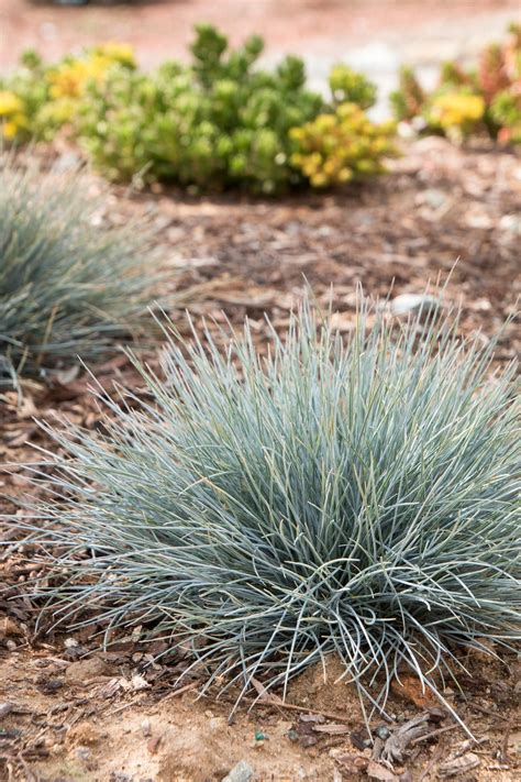 5000 BLUE FESCUE Seeds Fesnea Glauca Ornamental Grass Seeds | Etsy