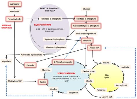 (PDF) Biocatalytic conversion of methane to methanol as a key step for ...