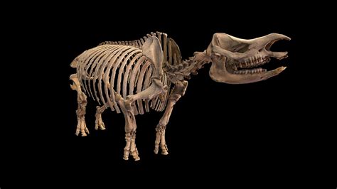 Rhinoceros skeleton - Buy Royalty Free 3D model by LZCreation (@jmch ...