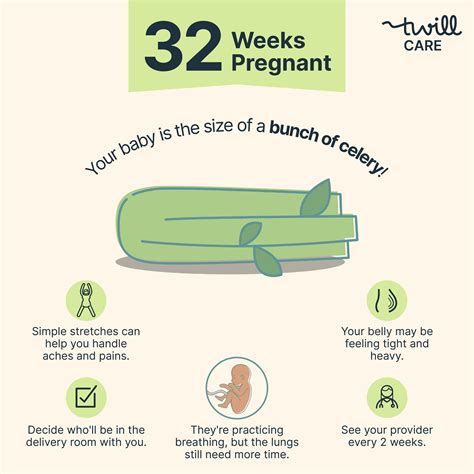 32 Weeks Pregnant | Pregnancy Week-by-Week - Twill Care