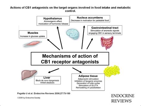 Receptors, Cannabinoid; Cannabinoid Receptor; Cannabinoid Receptors