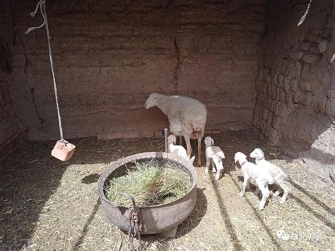 What are the sheep shed buildings? How to design? Here comes the practical dry goods you want ...