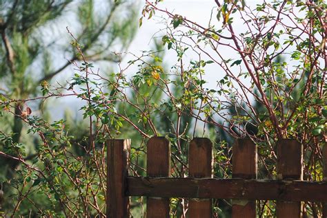 Wooden Fence Plants Backyard - Free photo on Pixabay