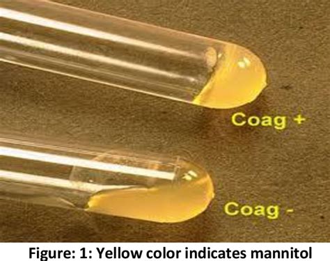 Comparision Of Tube Coagulase Test With Mannitol Fermentation Test For Diagnosis Of ...