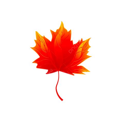 Fall Maple Leaves In Autumn, Fall Maple Leaves, Fall Maple, Fall PNG and Vector with Transparent ...