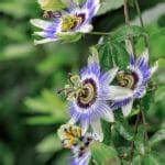 Passionflower – Nootropics Expert