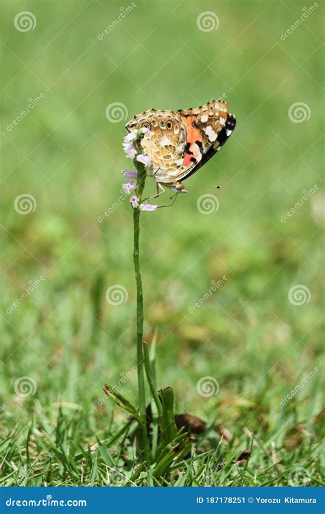 Ladies` tresses flowers stock image. Image of blossom - 187178251