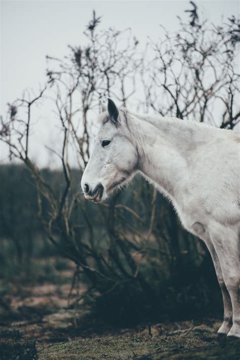 Free Images : winter, stallion, mane, fauna, pack animal, horse like mammal, mustang horse ...