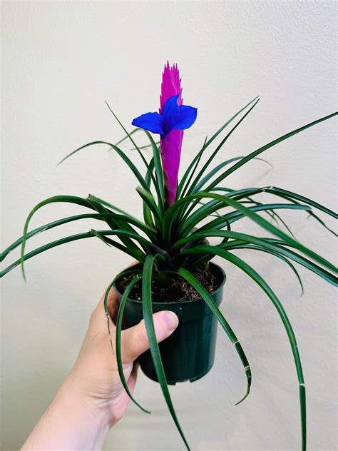 Tillandsia cyanea – Smarty Plants Store