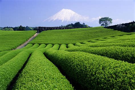 Japan, Honshu, Tea Plantation, Mount by Toyofumi Mori