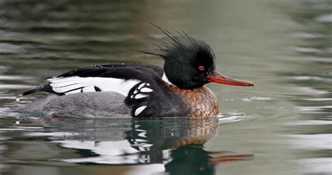 Red-breasted Merganser Identification, All About Birds, Cornell Lab of Ornithology